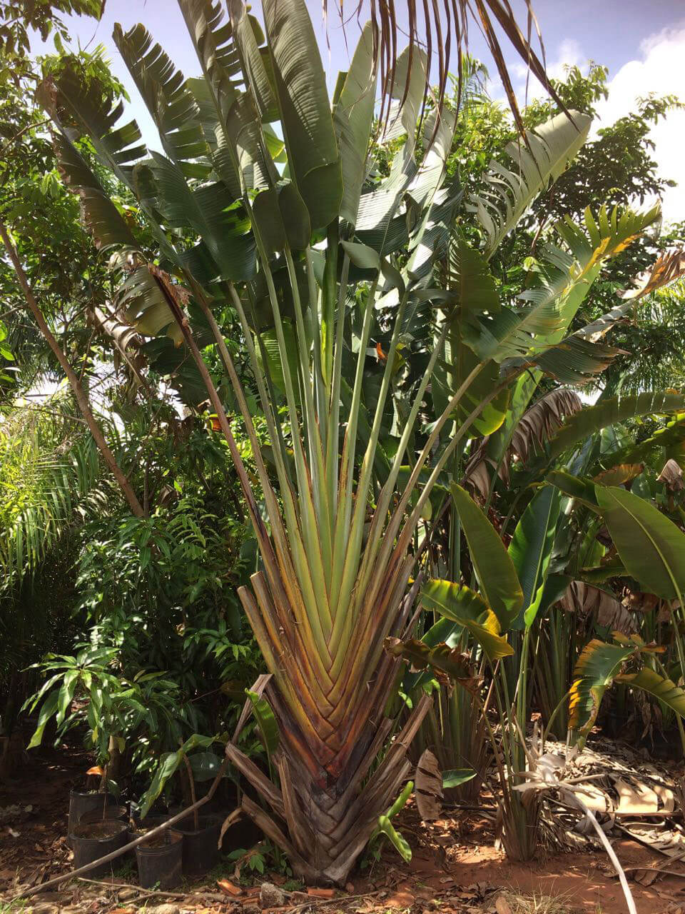 Ravenala (árvore do viajante) (Ravenala madagascariensis)