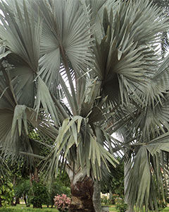 Palmeira Washigtonia