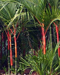 Palmeira Rubra