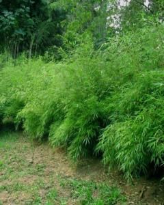 Bambú-de-Jardim