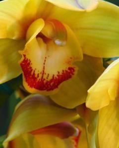 Orquídea Amarela