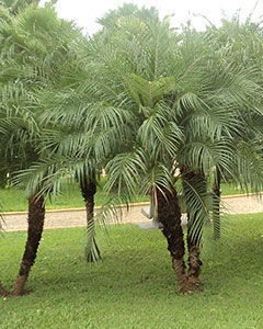 Palmeira Fênix