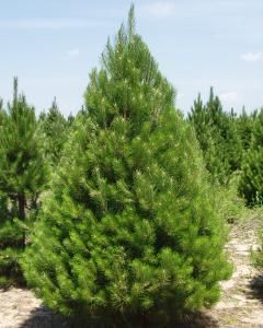 Pinus Elliotti