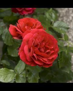 Rosas (diversas)