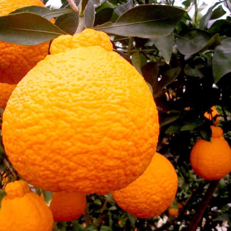 Tangerina e mexerica não são a mesma fruta! Entenda a família dos citros